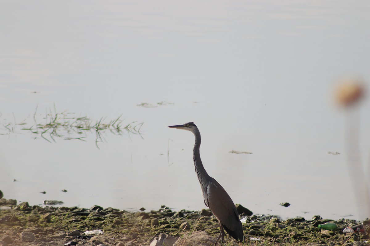 Gray Heron - Selim Ege Sağsöz