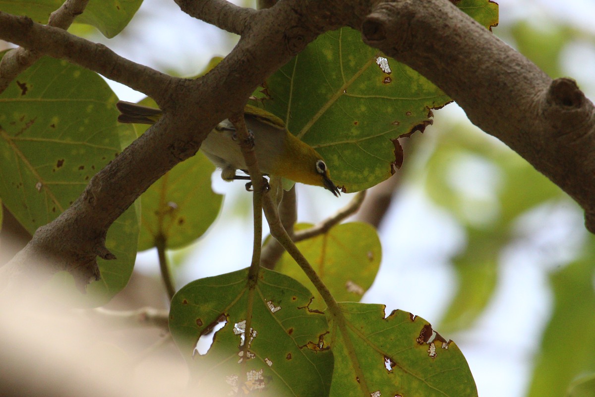 Indian White-eye - ML620819300