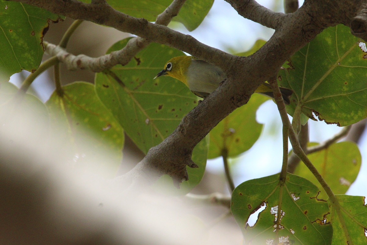 Indian White-eye - ML620819301