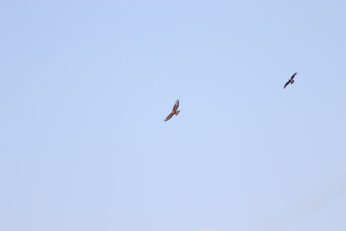 Common Buzzard - ML620819303