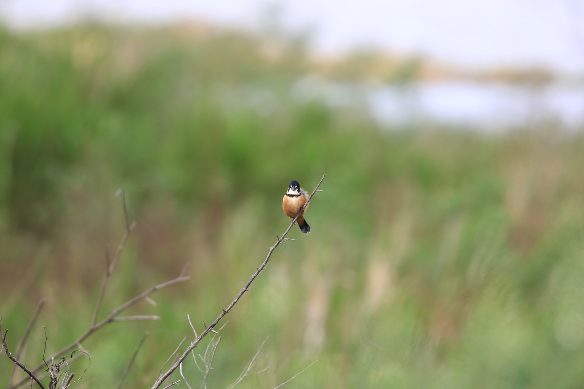 Rusty-collared Seedeater - Brett Whitfield