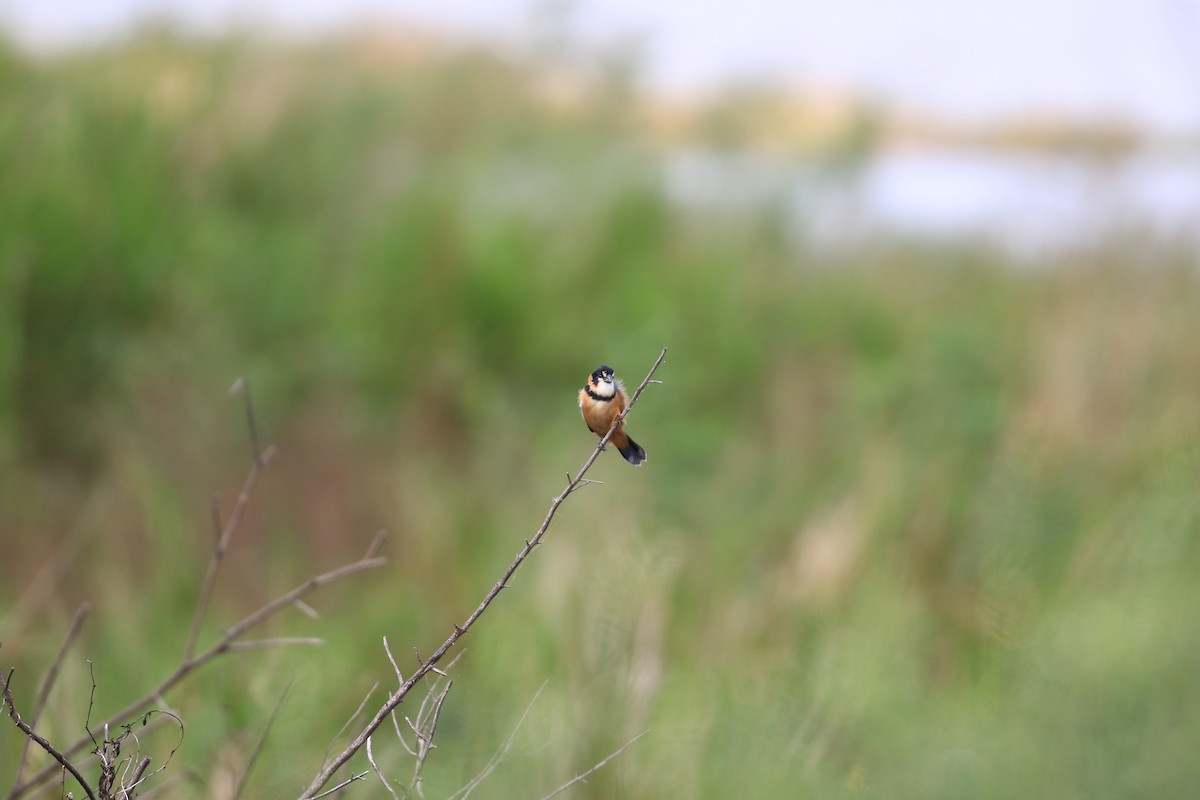 Rusty-collared Seedeater - ML620819305