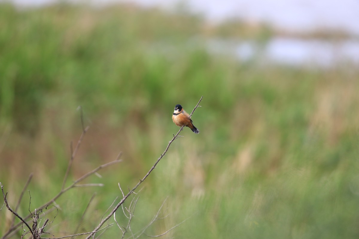 Rusty-collared Seedeater - ML620819306