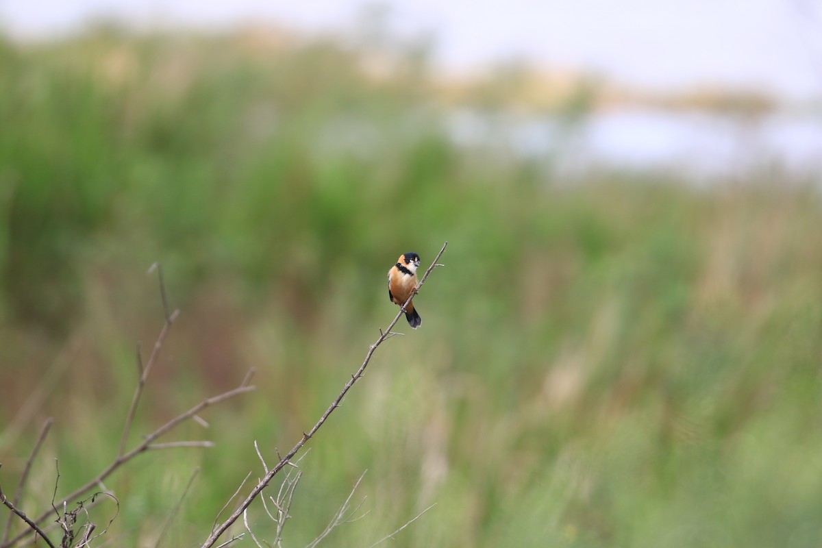 Rusty-collared Seedeater - Brett Whitfield