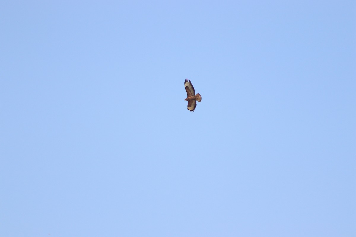 Common Buzzard - ML620819308