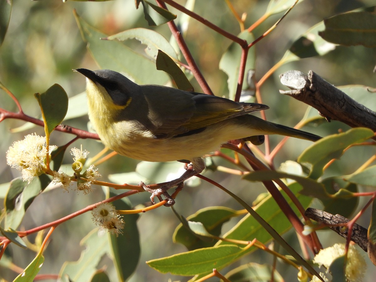 Gray-headed Honeyeater - ML620819310