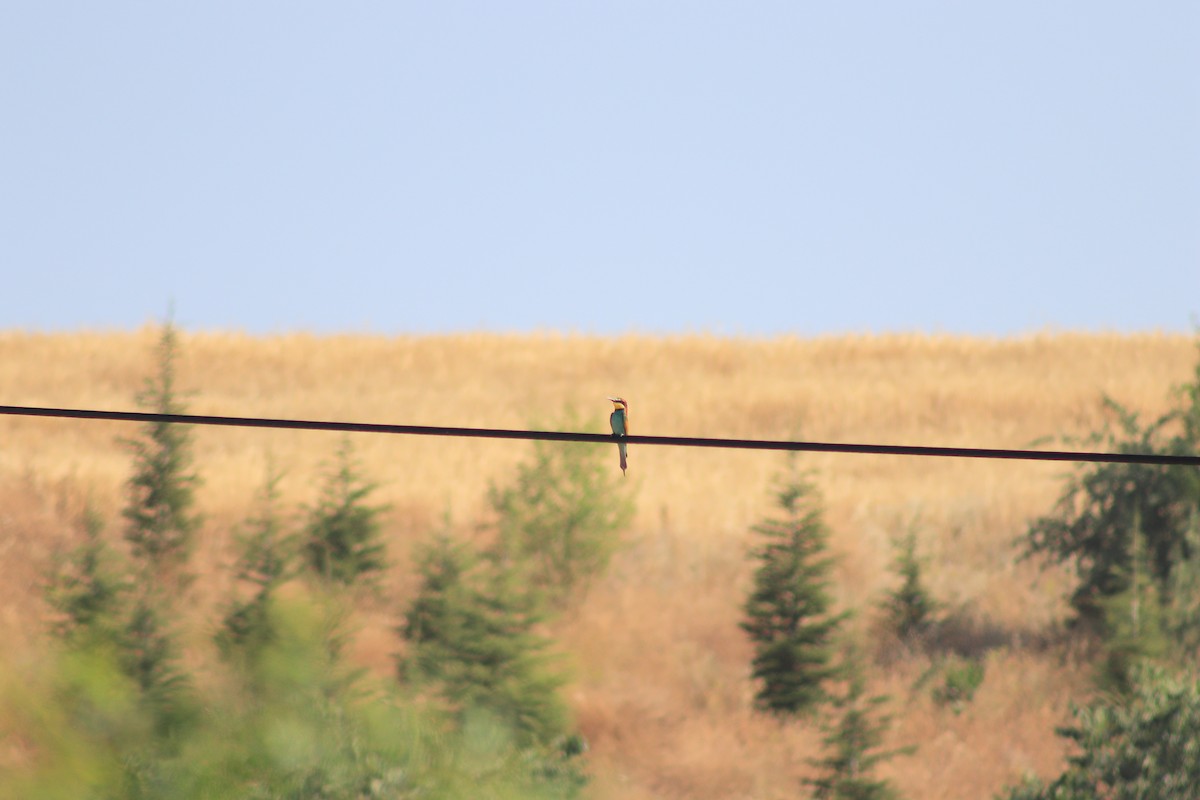 European Bee-eater - ML620819311