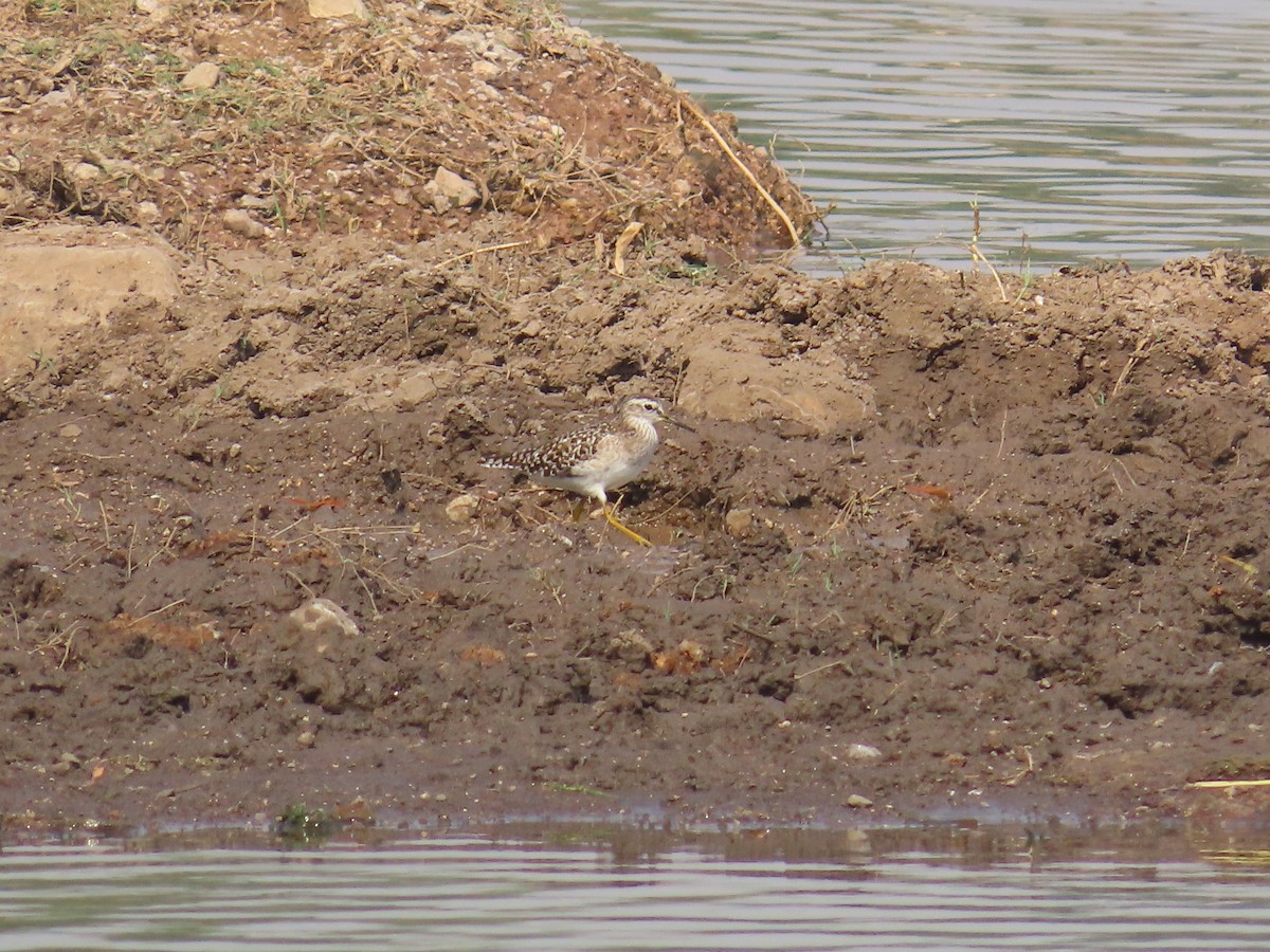 Wood Sandpiper - ML620819318