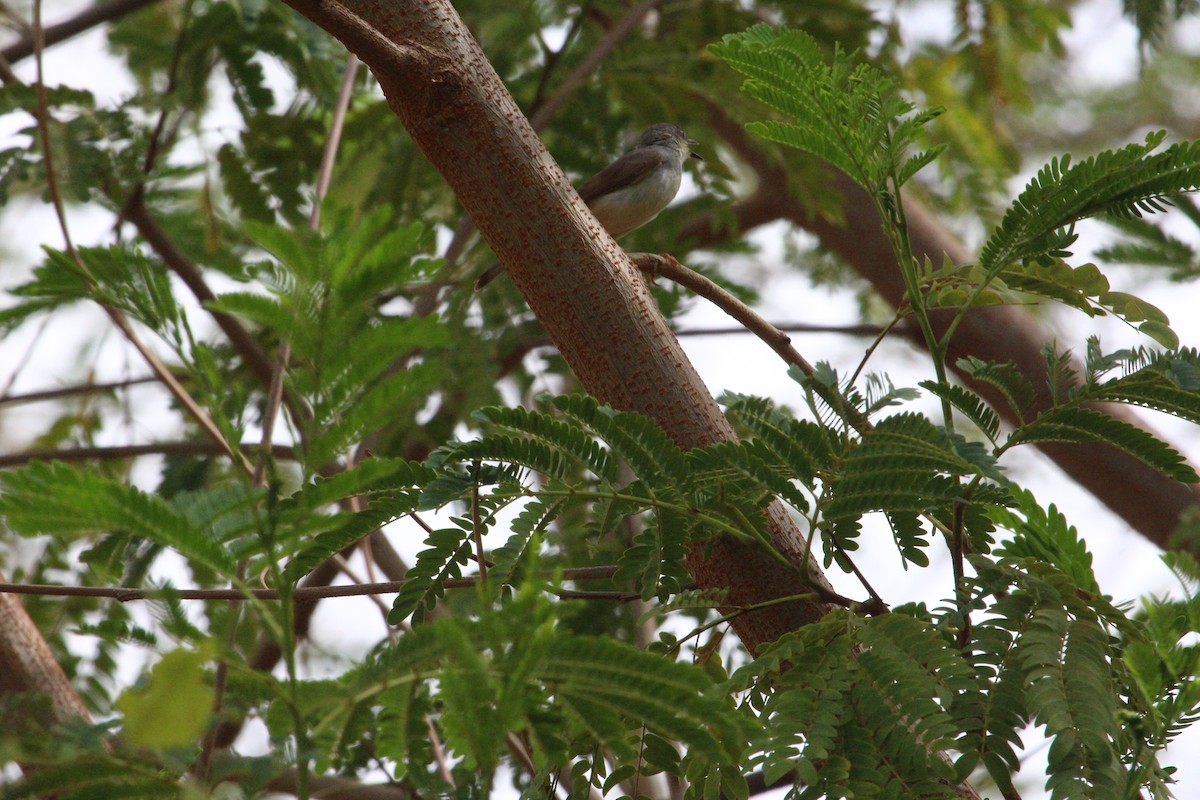 Ashy Prinia - ML620819319