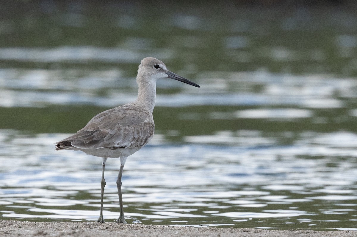 Willet - ML620819320