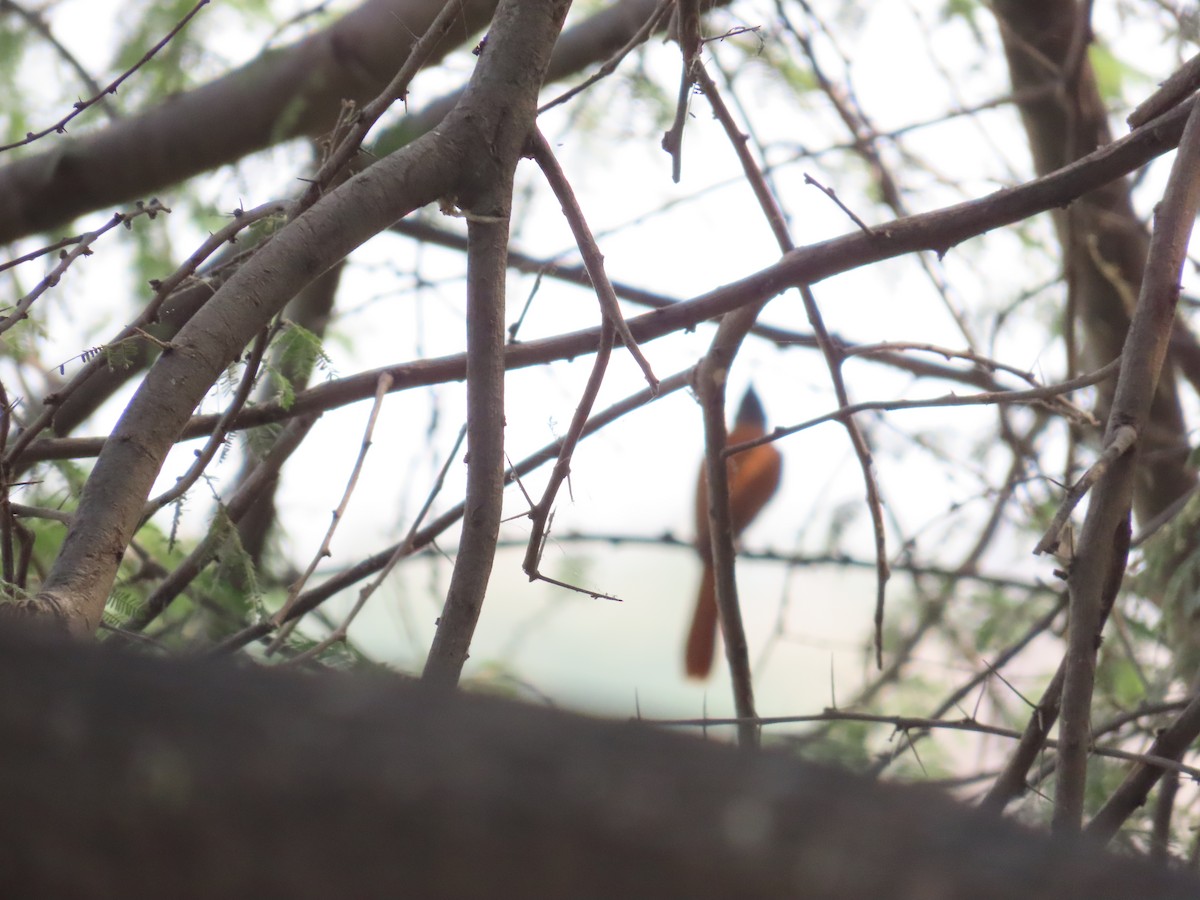 Indian Paradise-Flycatcher - ML620819323