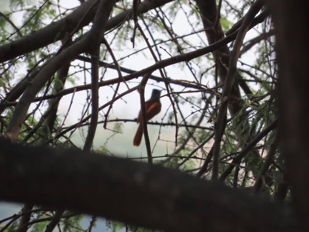 Indian Paradise-Flycatcher - ML620819324