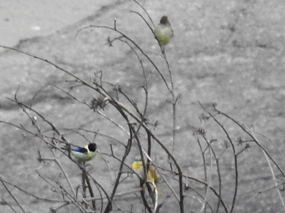 Black-headed Tanager - ML620819325