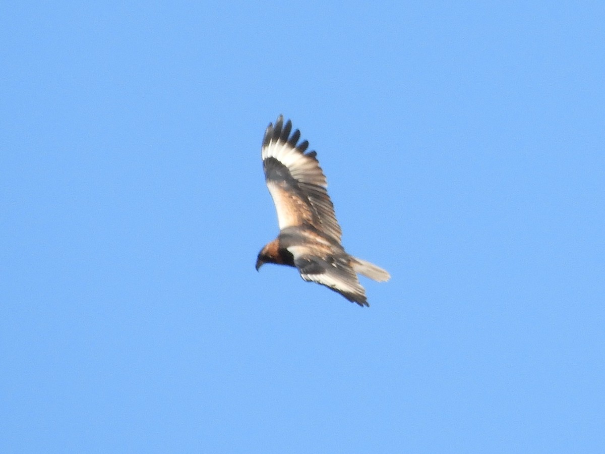 Black-breasted Kite - ML620819331