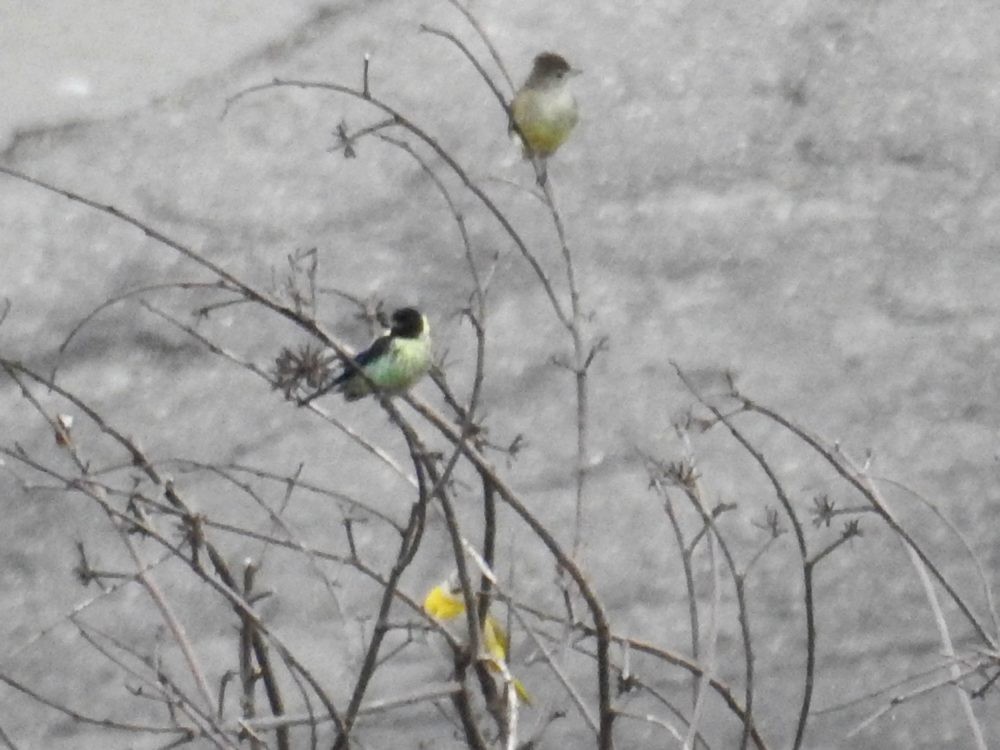 Yellow-bellied Elaenia - ML620819335