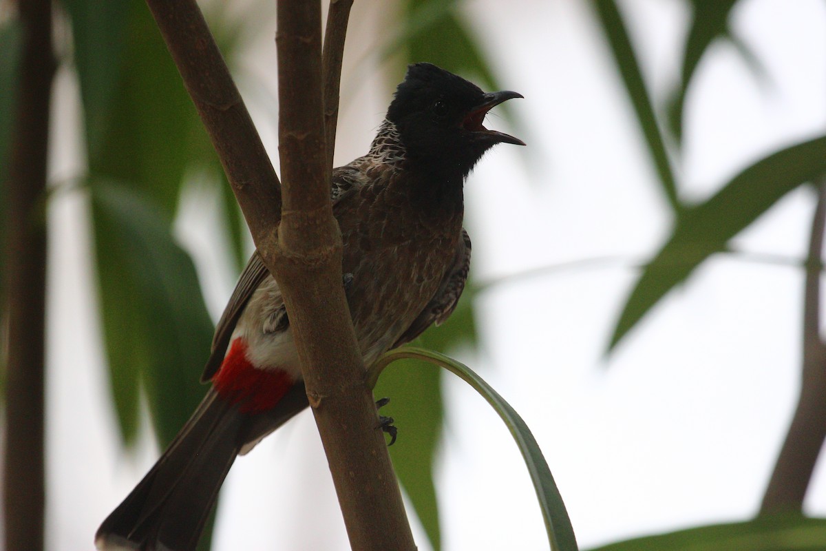 Bulbul à ventre rouge - ML620819336