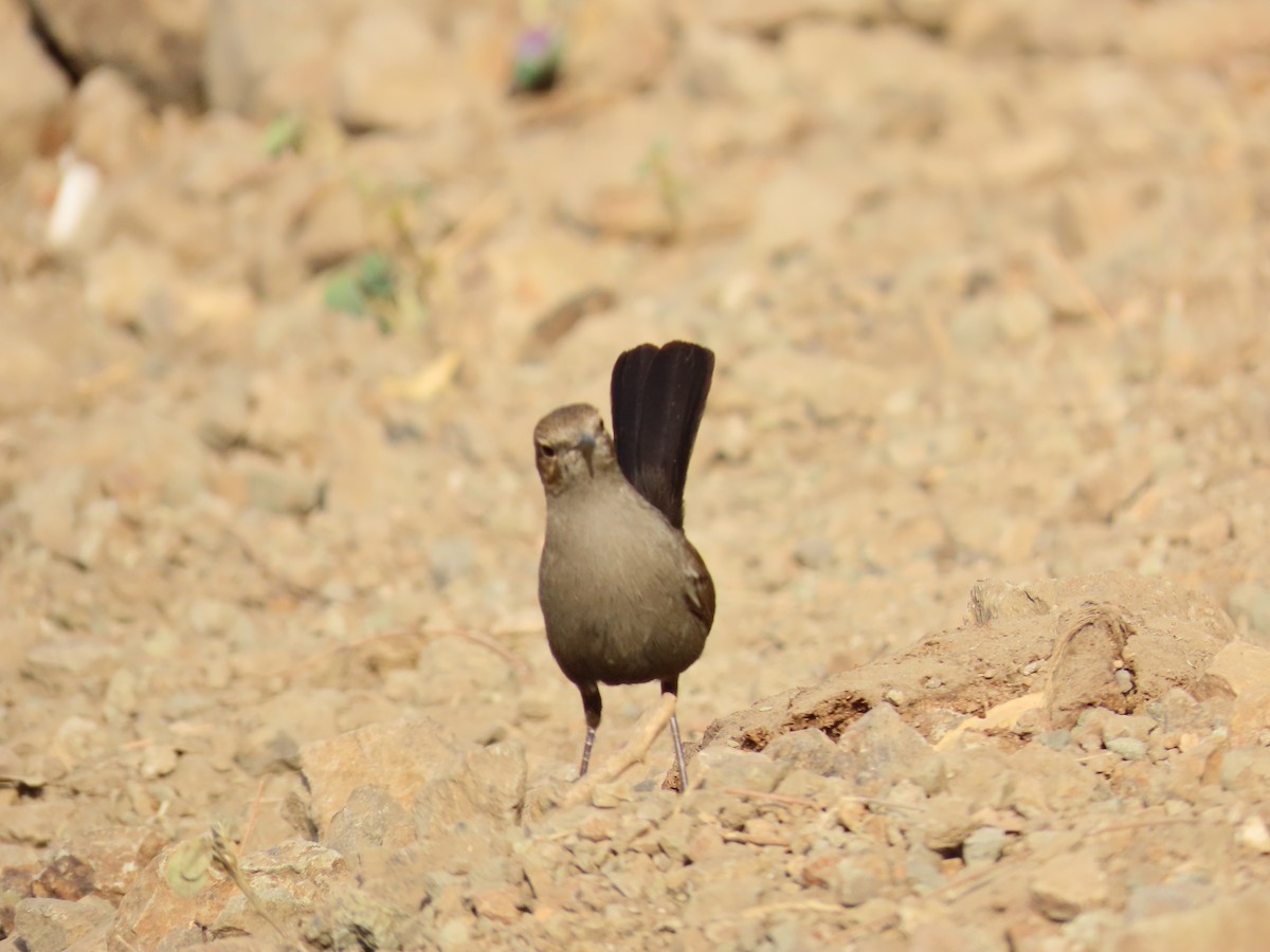 Indian Robin - ML620819337