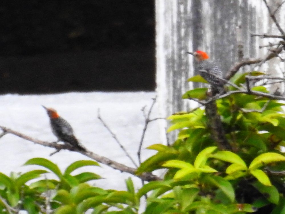 Red-crowned Woodpecker - ML620819338