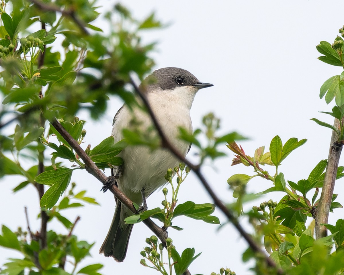 Lesser Whitethroat - ML620819339