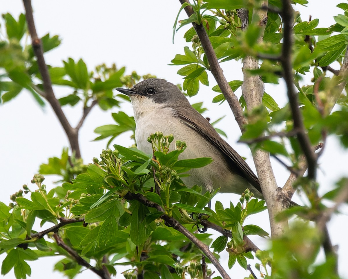 Lesser Whitethroat - ML620819341