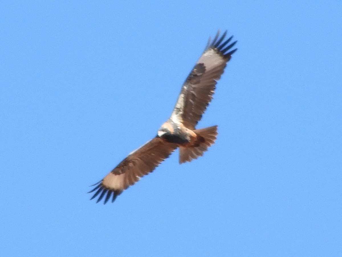 Black-breasted Kite - ML620819342