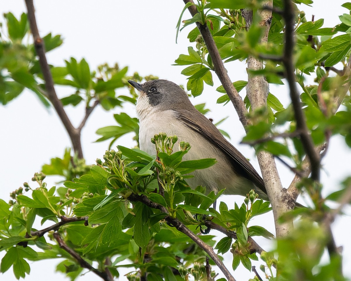 Lesser Whitethroat - ML620819344