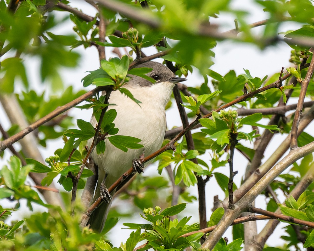 Lesser Whitethroat - ML620819345