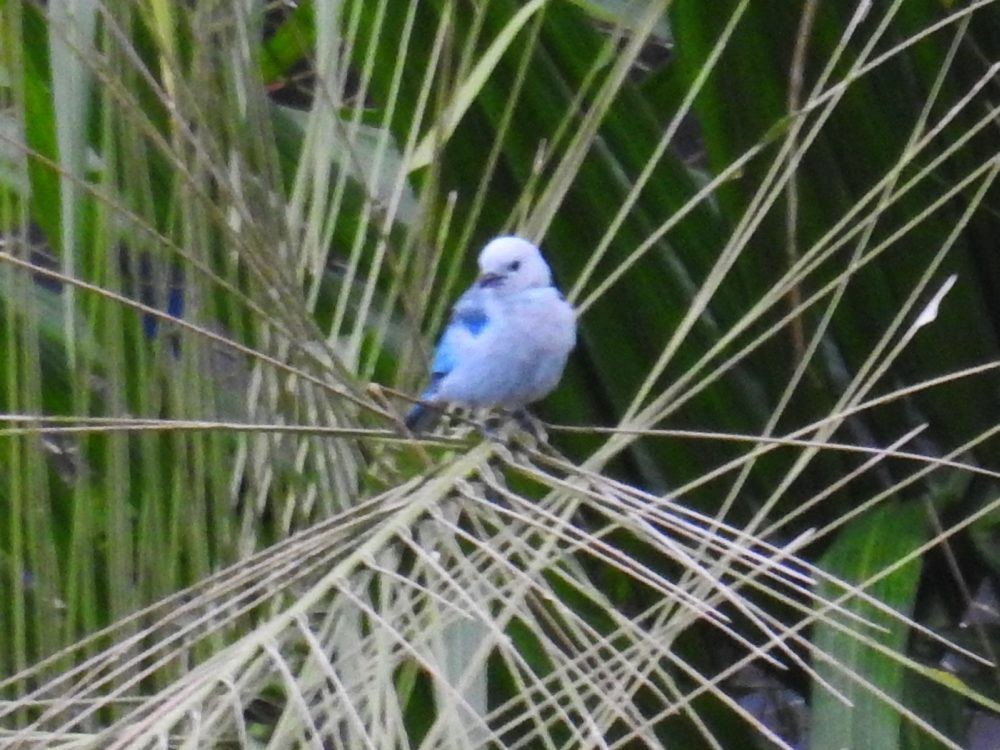 Blue-gray Tanager - ML620819348