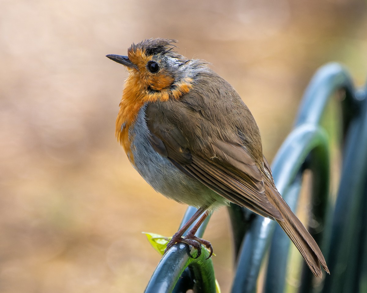 European Robin - ML620819352