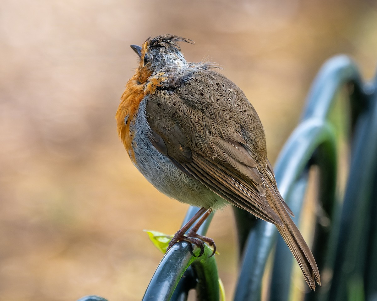 European Robin - ML620819355