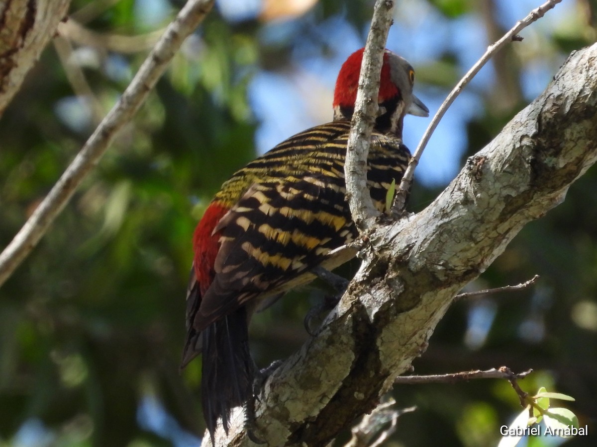 Hispaniolan Woodpecker - ML620819356