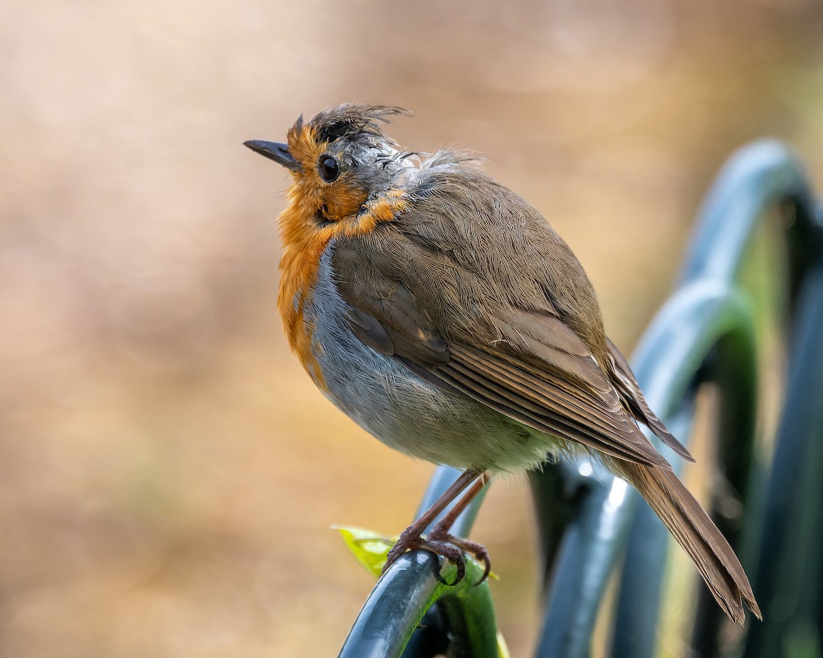 European Robin - ML620819357