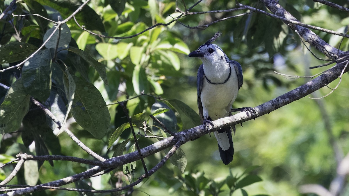 White-throated Magpie-Jay - ML620819360