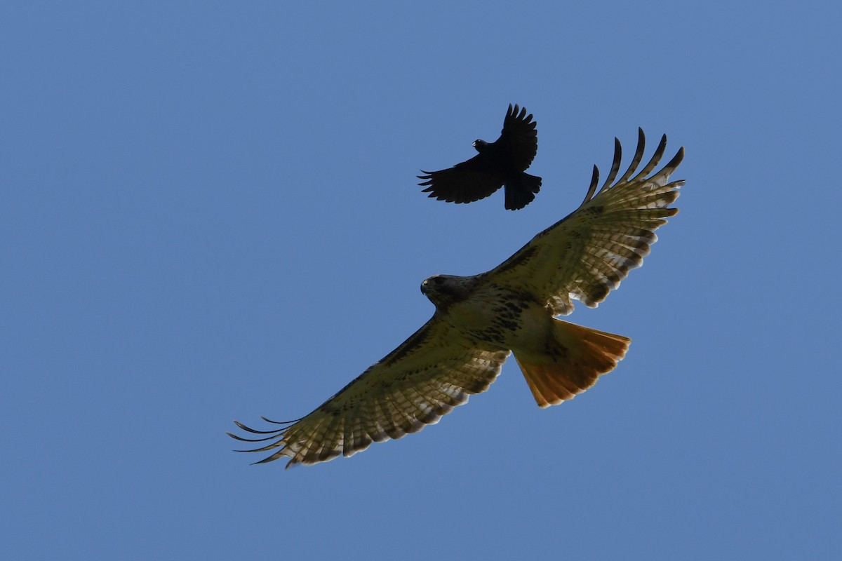 Red-tailed Hawk (borealis) - ML620819361