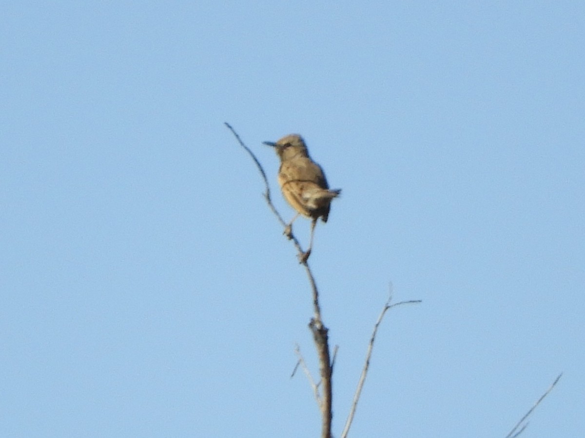 Brown Songlark - ML620819362