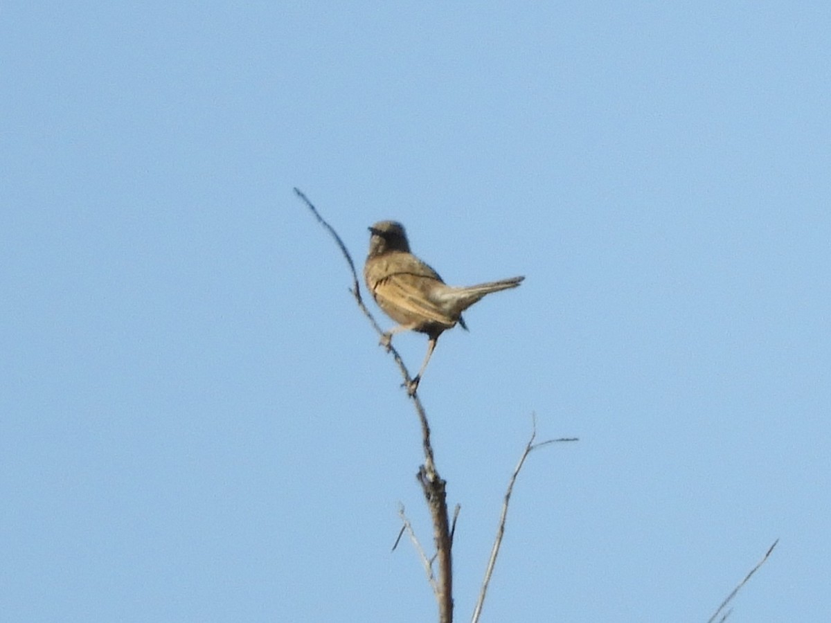 Brown Songlark - ML620819363