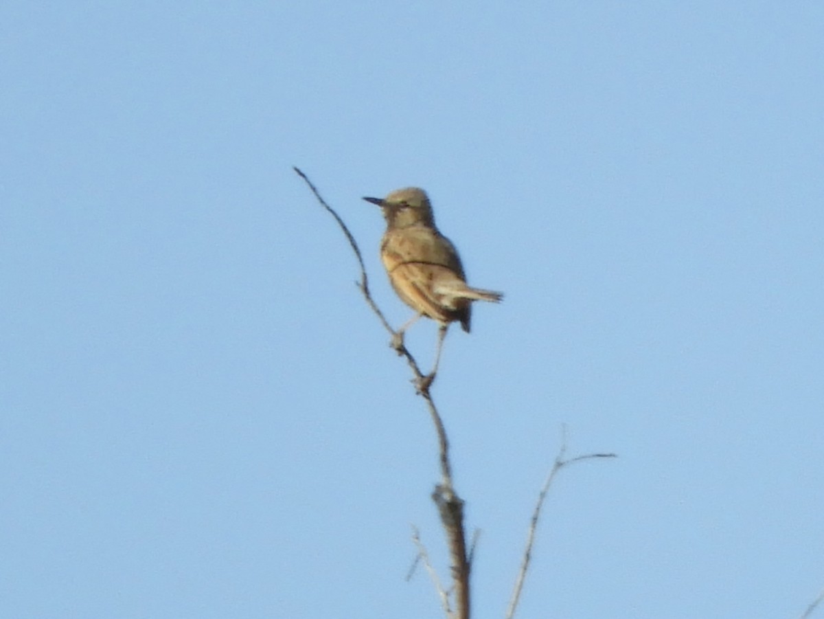 Brown Songlark - ML620819364