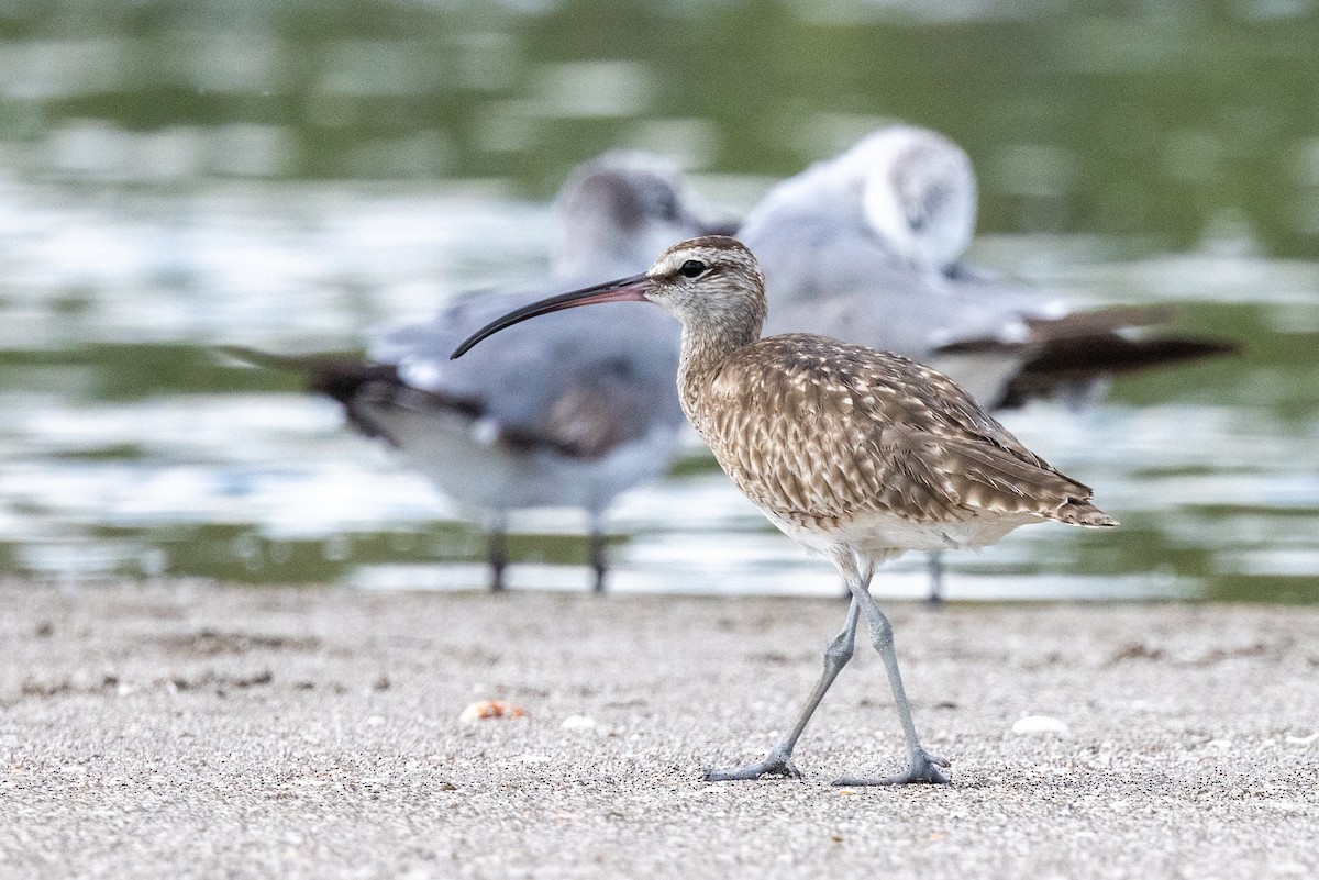 Regenbrachvogel - ML620819365