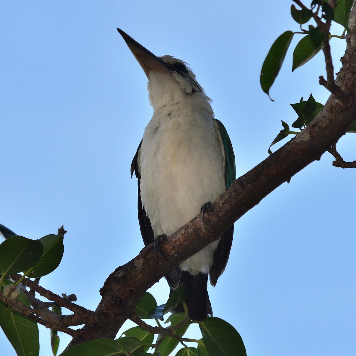 Mariana Kingfisher - ML620819367