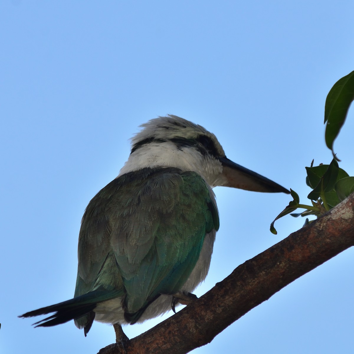 Mariana Kingfisher - ML620819368