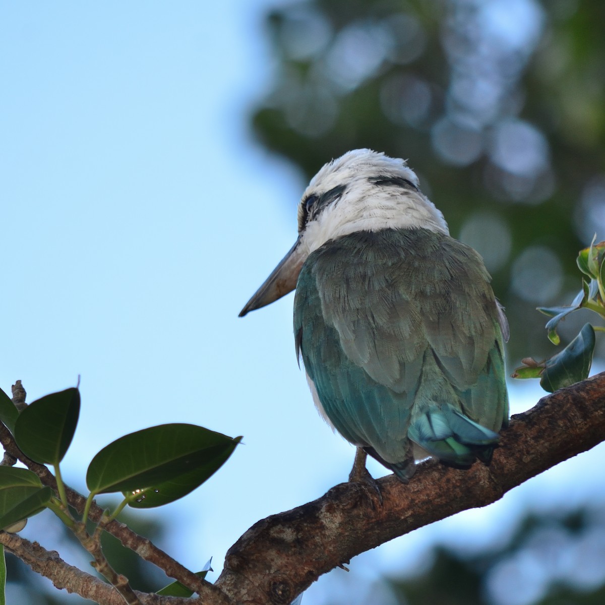 Mariana Kingfisher - ML620819369