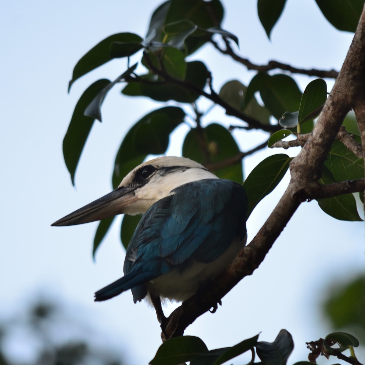 Mariana Kingfisher - ML620819370