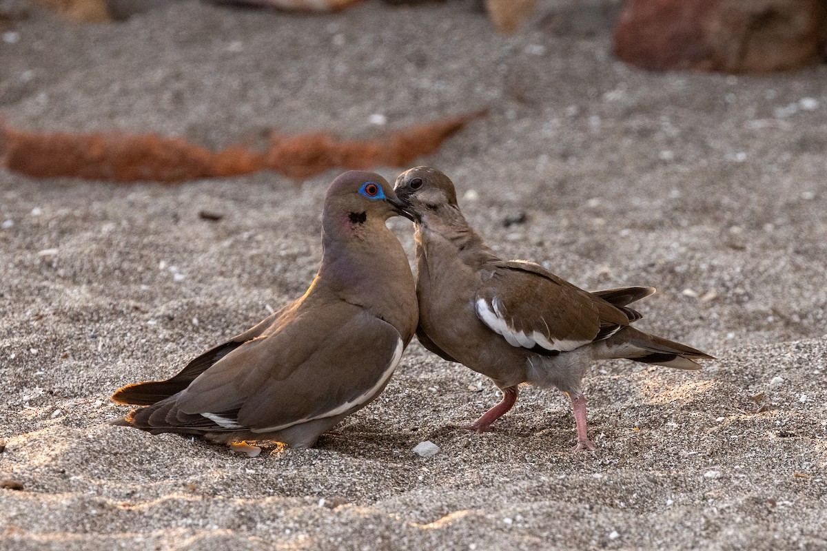 White-winged Dove - ML620819372