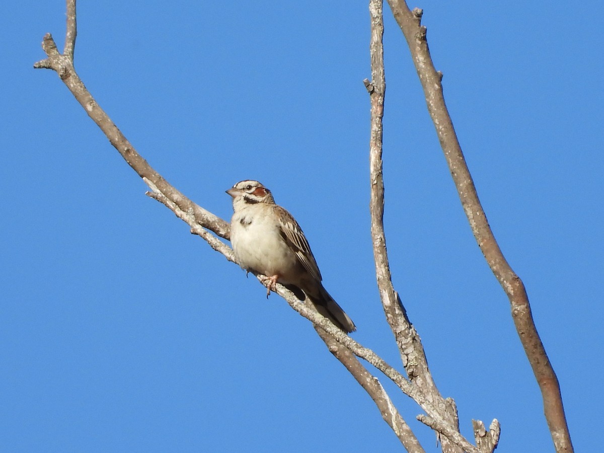 Lark Sparrow - Christine Hogue