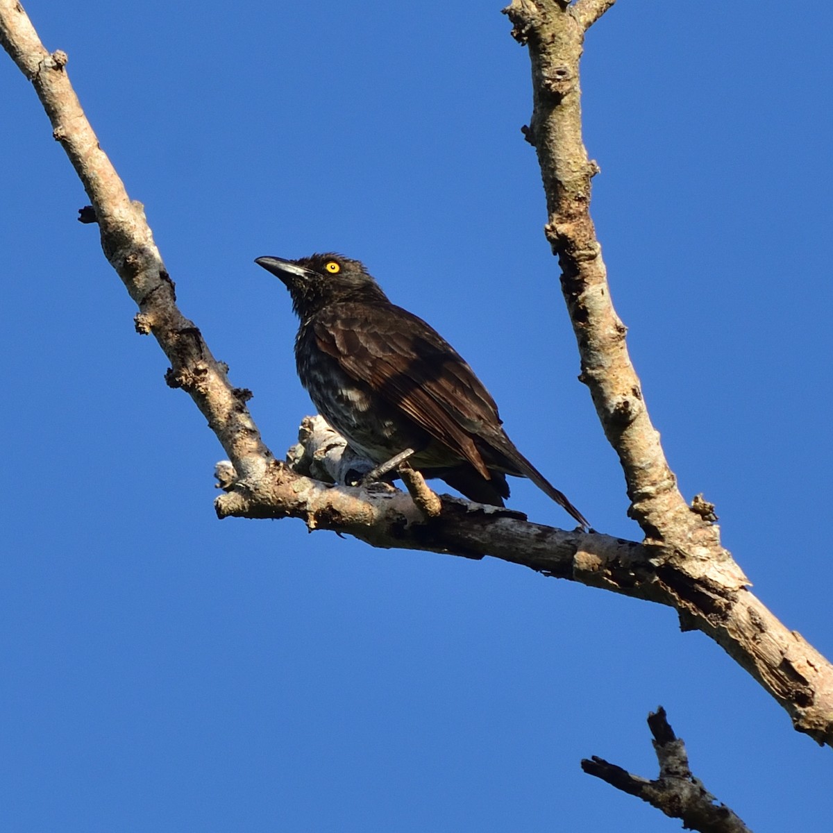 Micronesian Starling - ML620819374