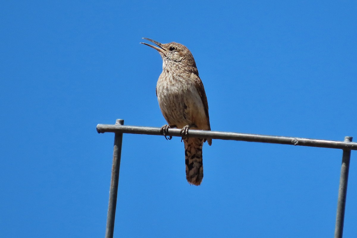 Rock Wren - ML620819381