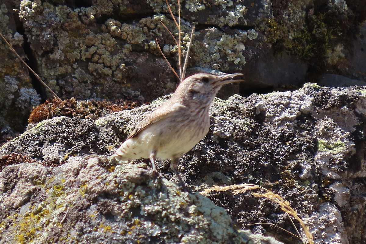 Rock Wren - ML620819382