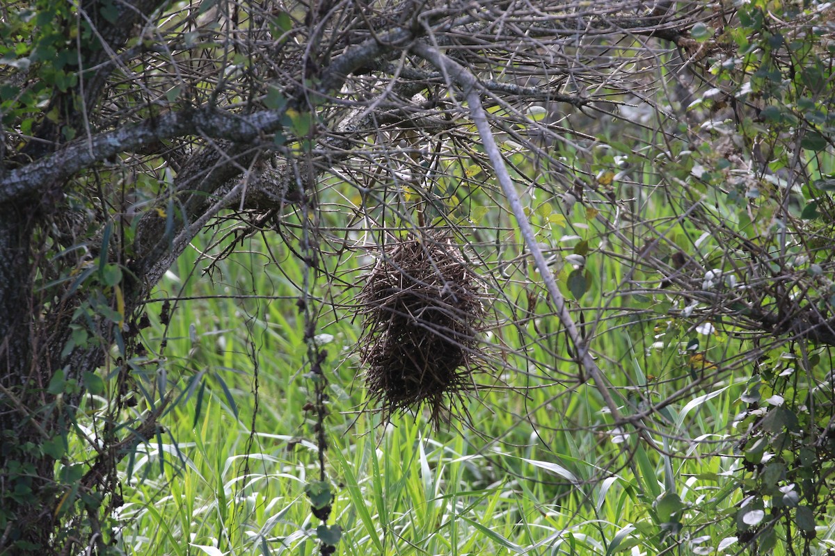 Greater Thornbird - ML620819384