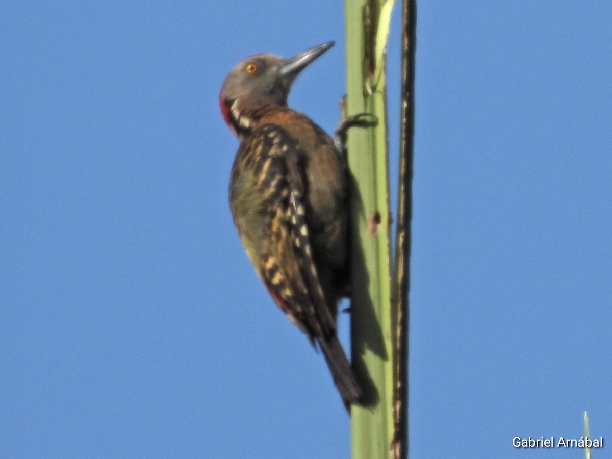 Hispaniolan Woodpecker - ML620819389