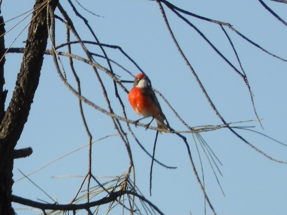 Crimson Chat - ML620819392